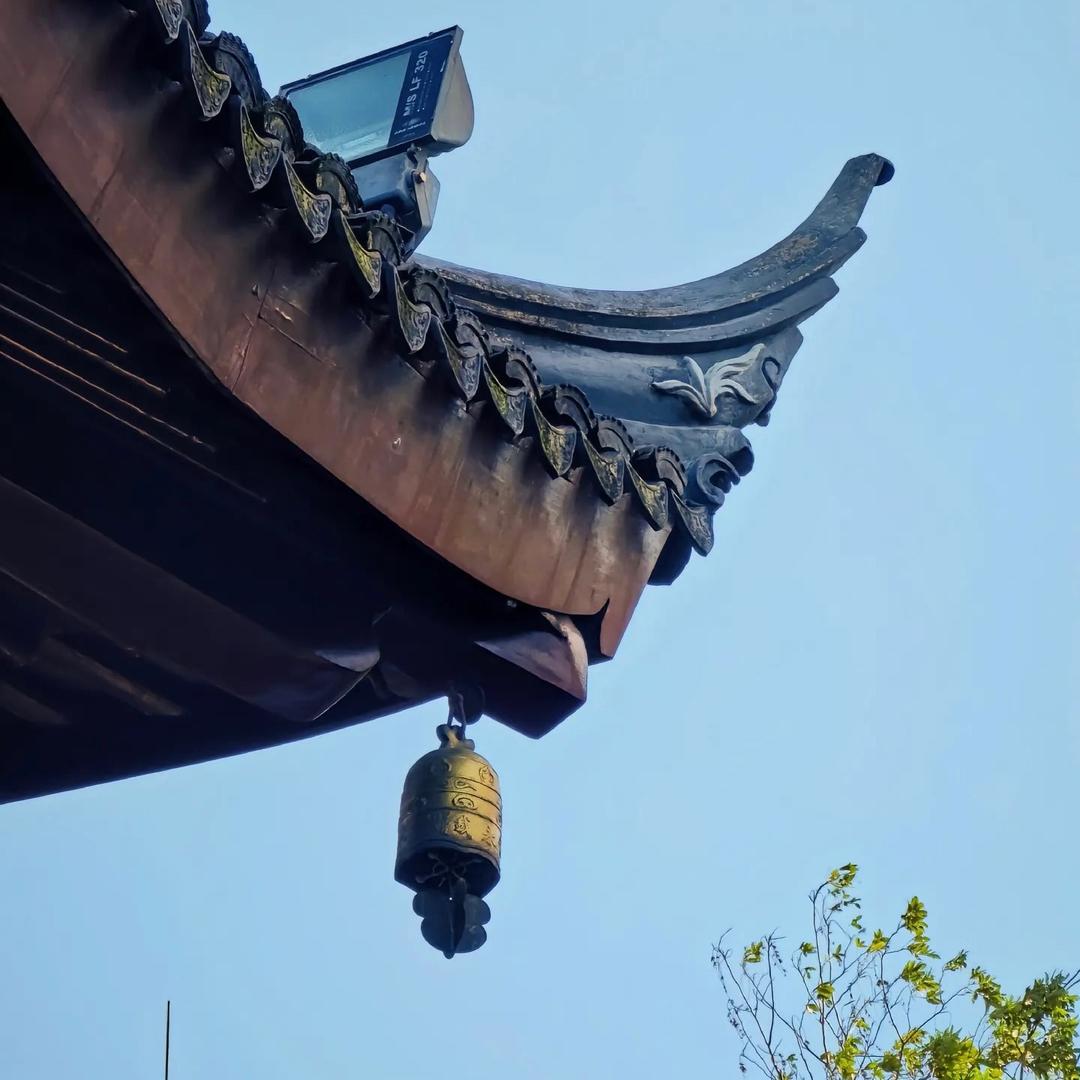 巷子里的猫与围墙内的狗