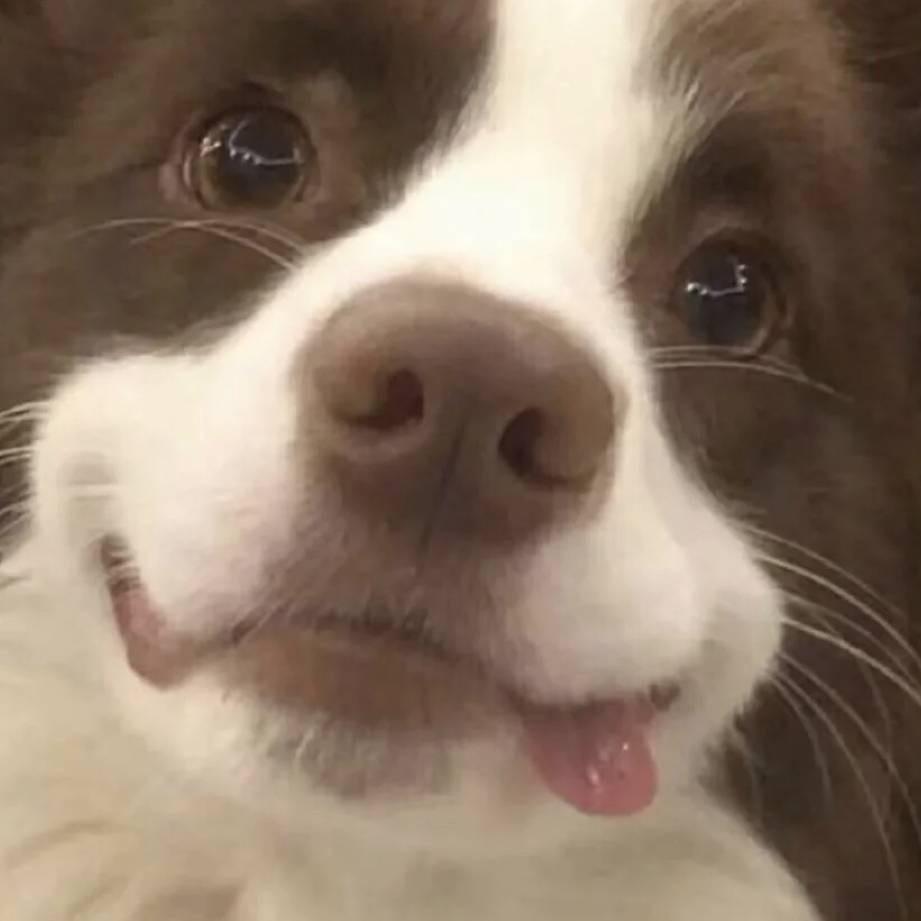 小狗的摄影日记🐾
