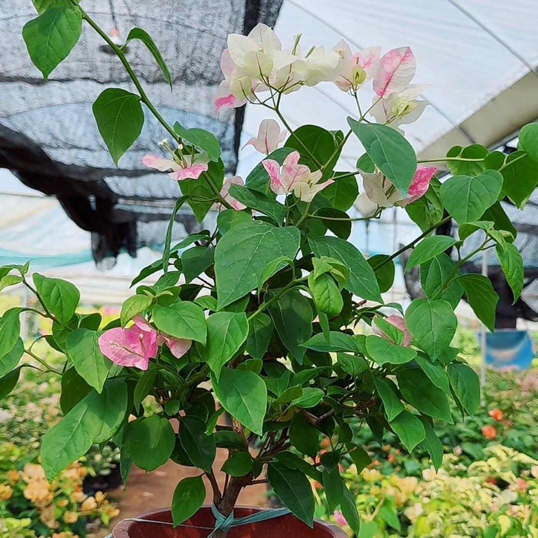 💕ঞ᭄悦己ꦿഒᩚ࿐