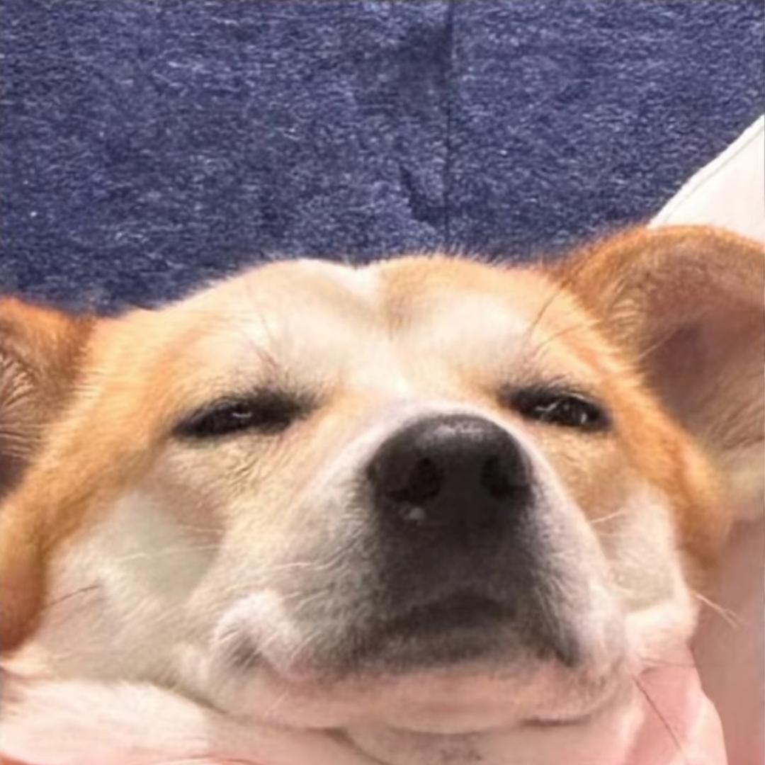 _C饱饱爱吃萝卜糕🌾