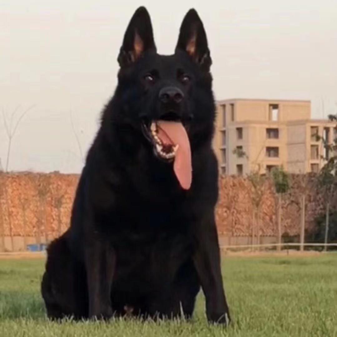 河北九鼎工作犬训练基地