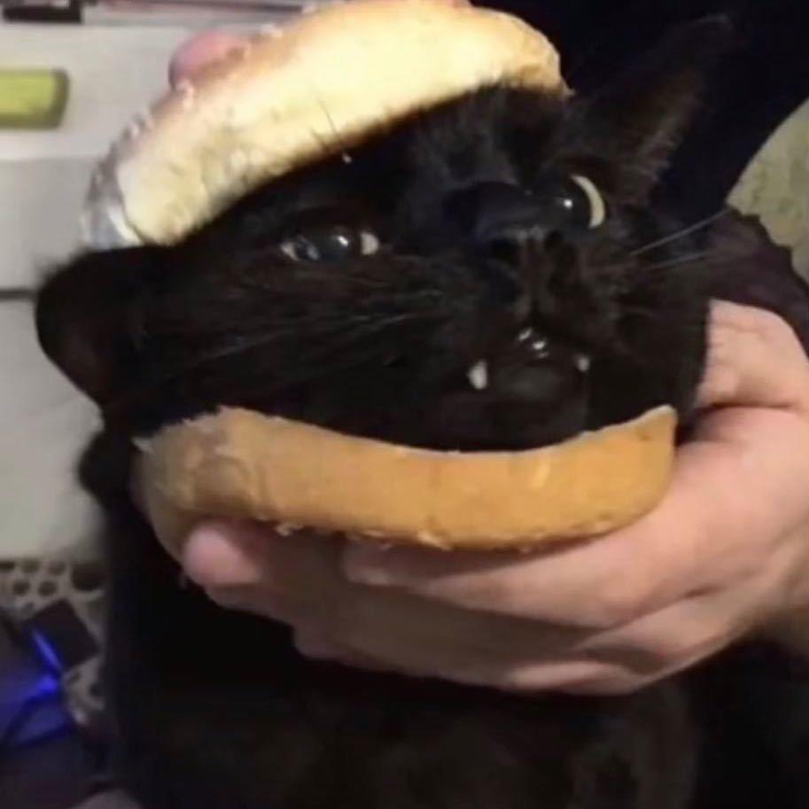 啊哲zzzz