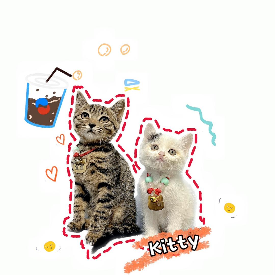 小猫歪优