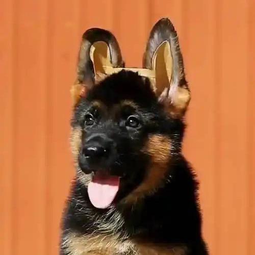 德牧599♥️♥️（想要丝信）