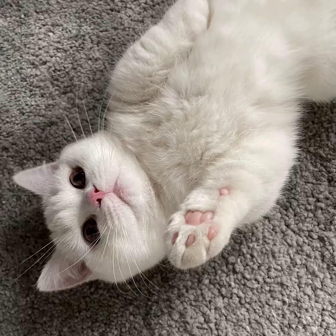 人生若只如初见