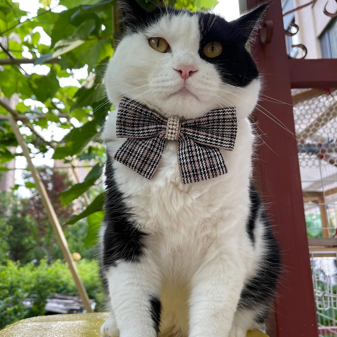 猫叔日常