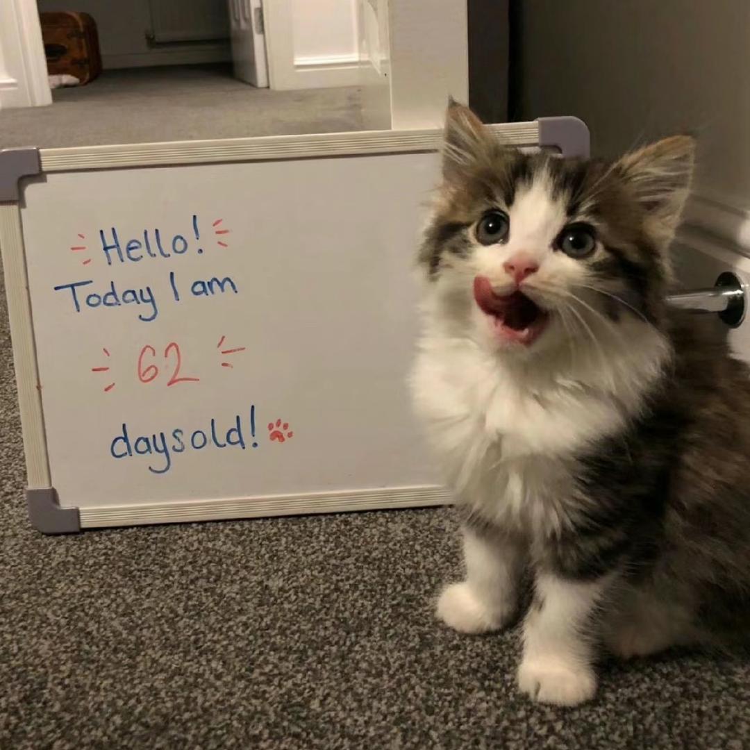 不要给我喵喵叫