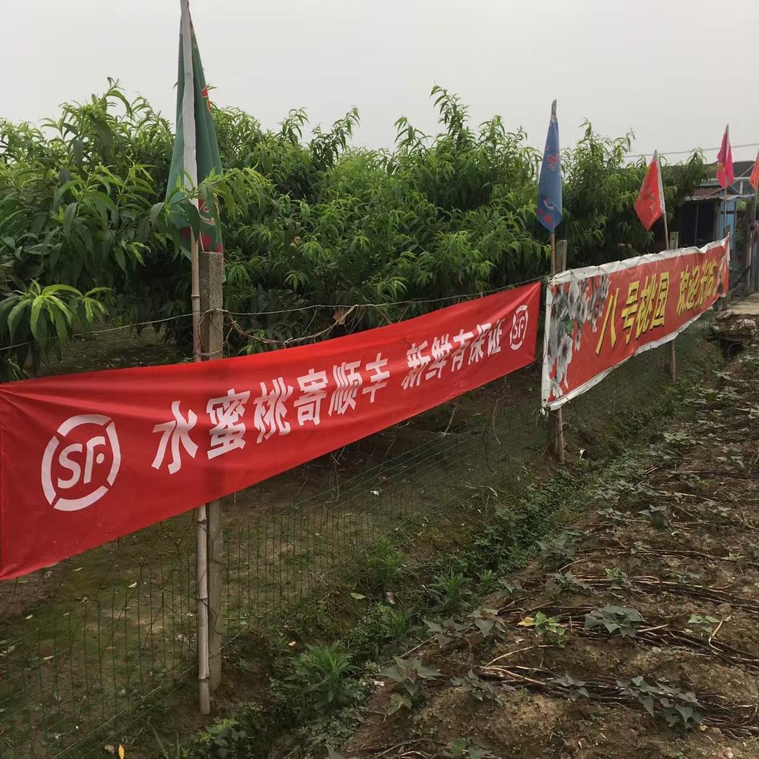 阳山八号桃园(小左同学）