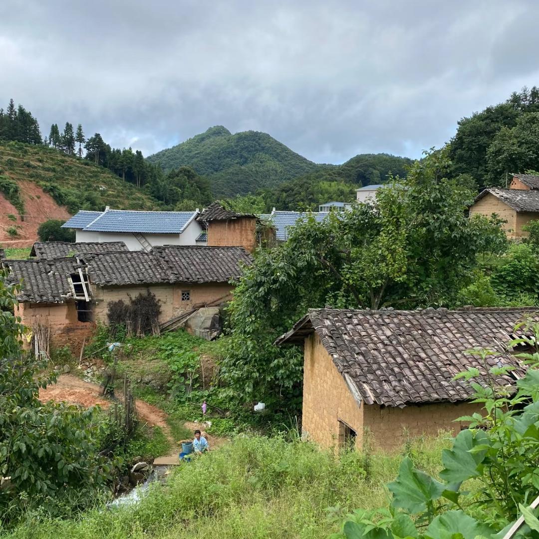 周菊要坚强（赧怀曼）