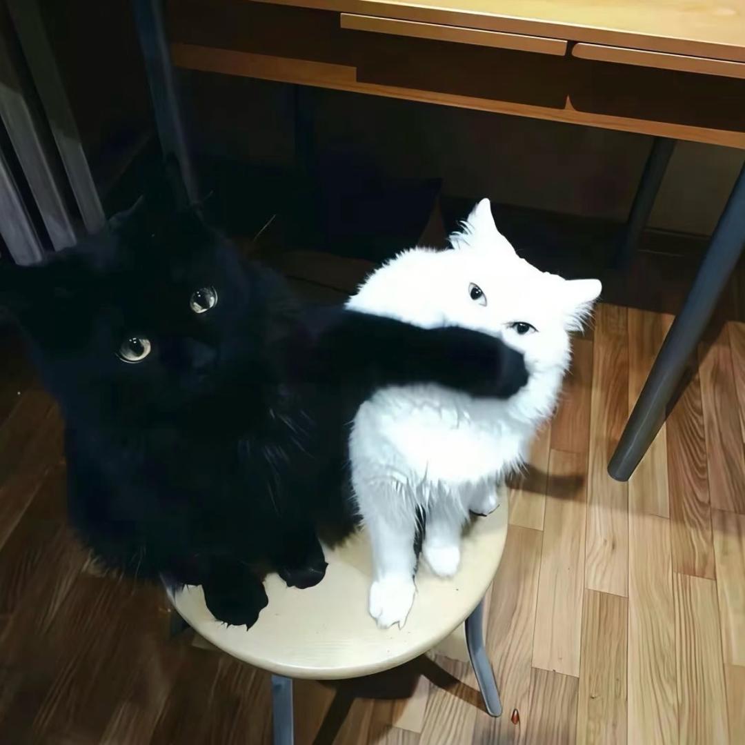 哒咩 ૮ • ·̫ •̥ ა