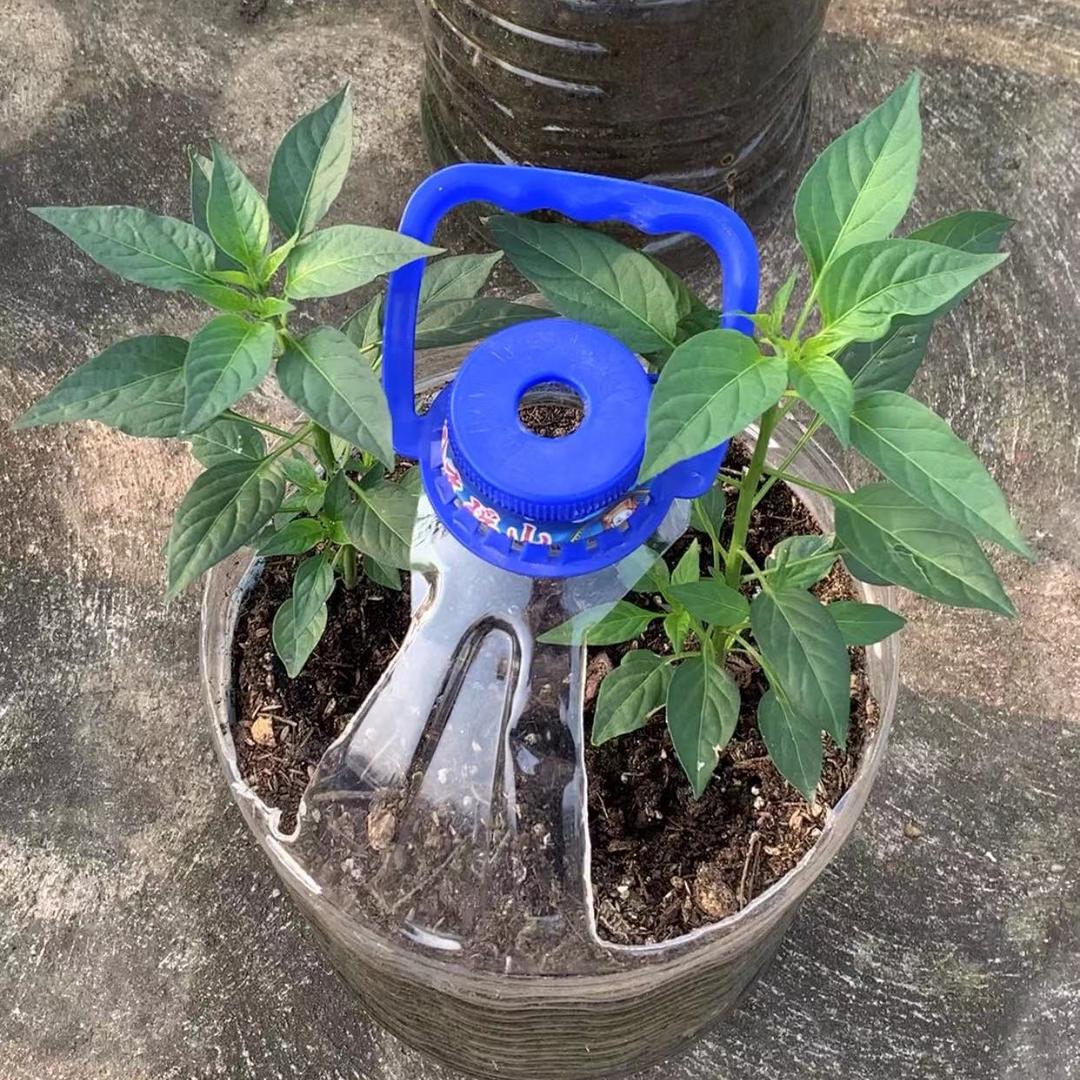 我的楼顶小菜园（百菜种植园）