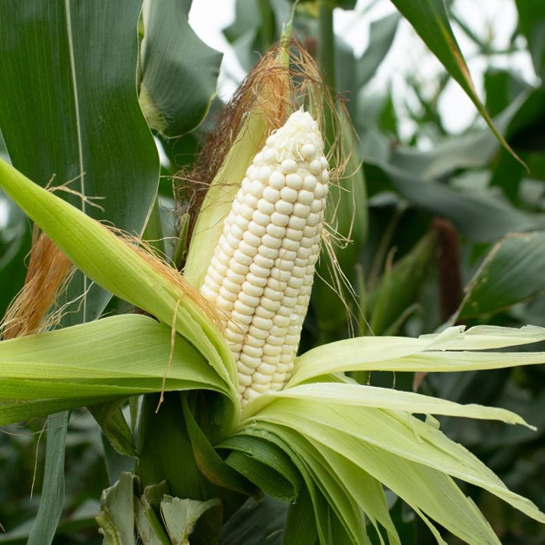 广西山货农产品