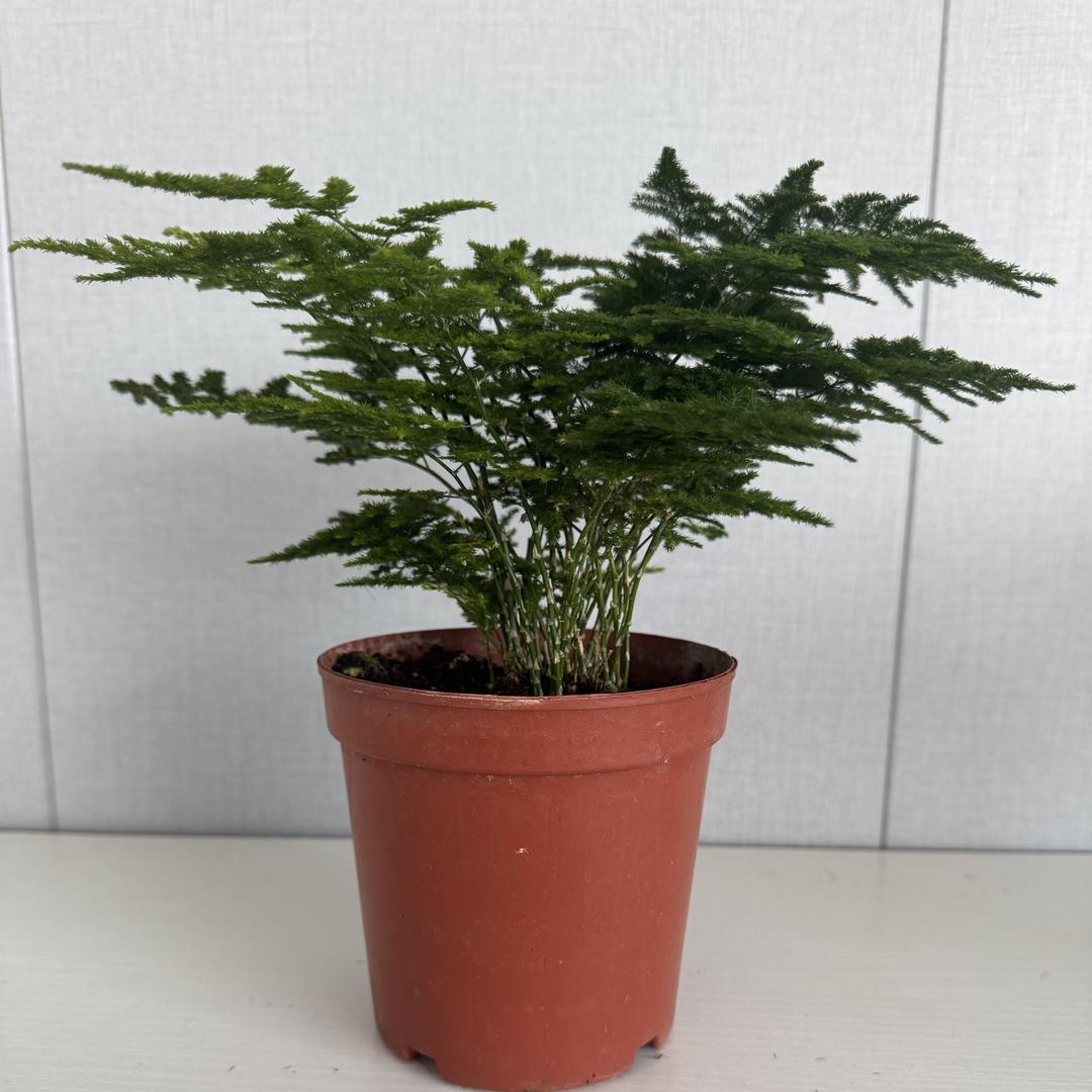 唐山云竹景润园艺