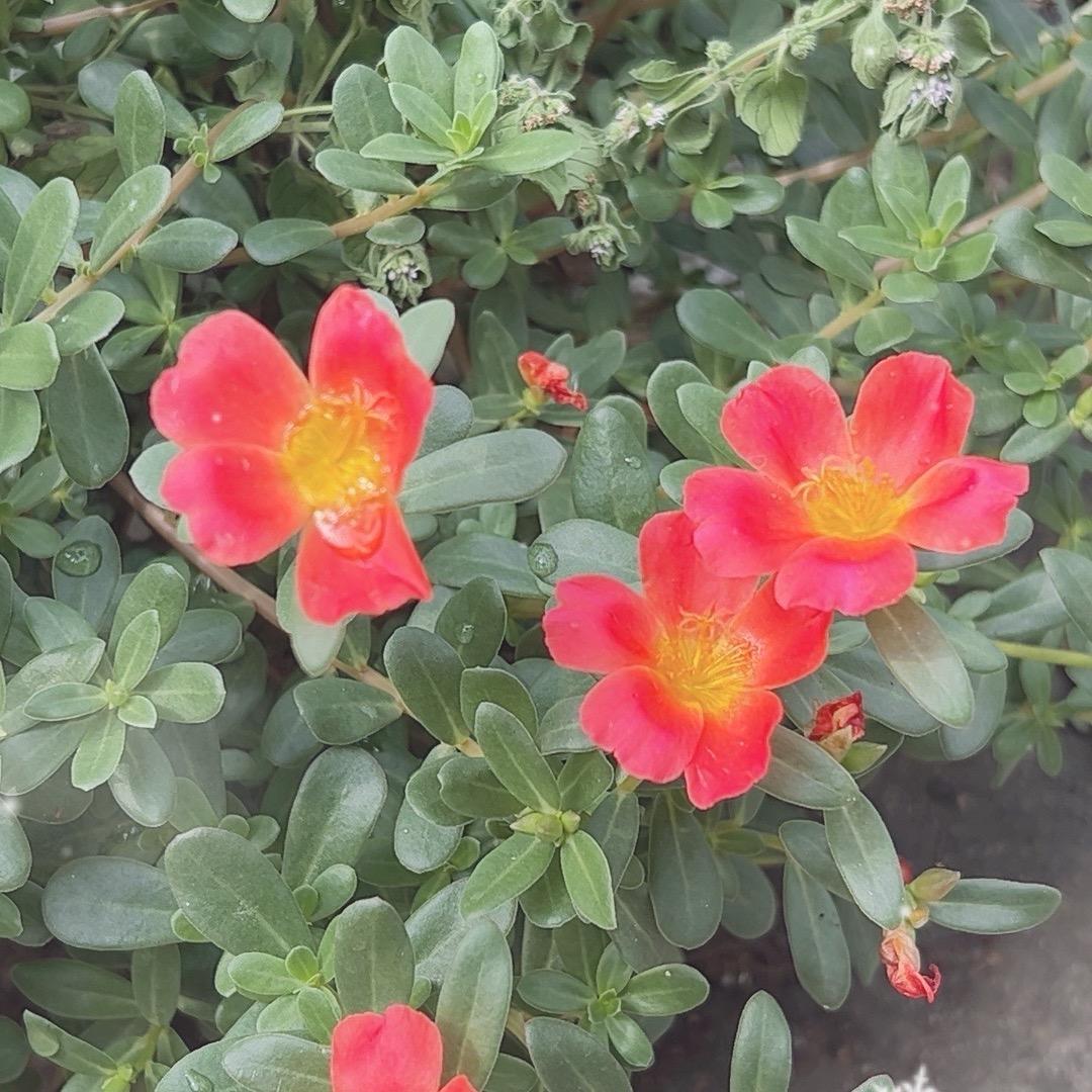 松乐松鳞一星星