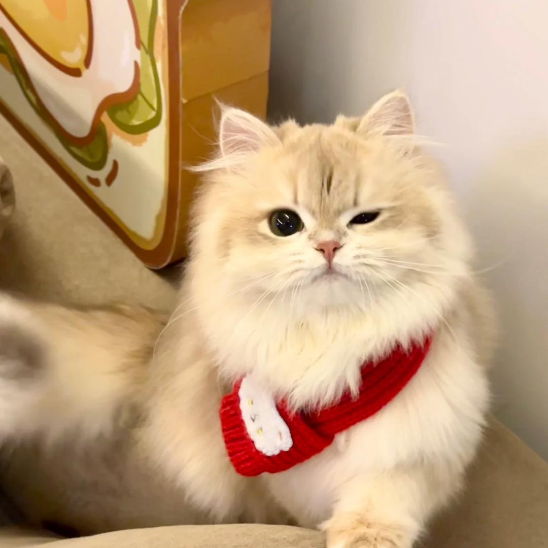 小笨笨鸭