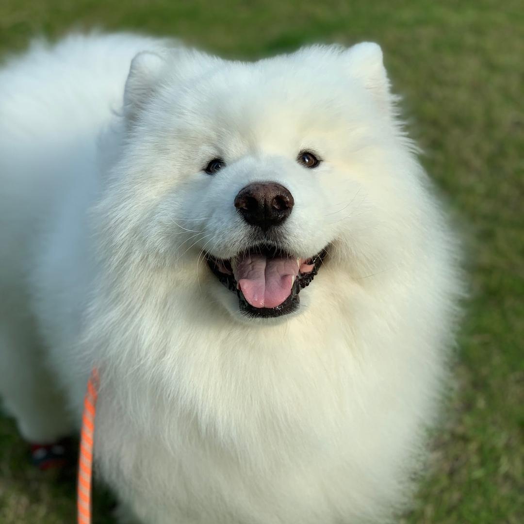 Max橙小西