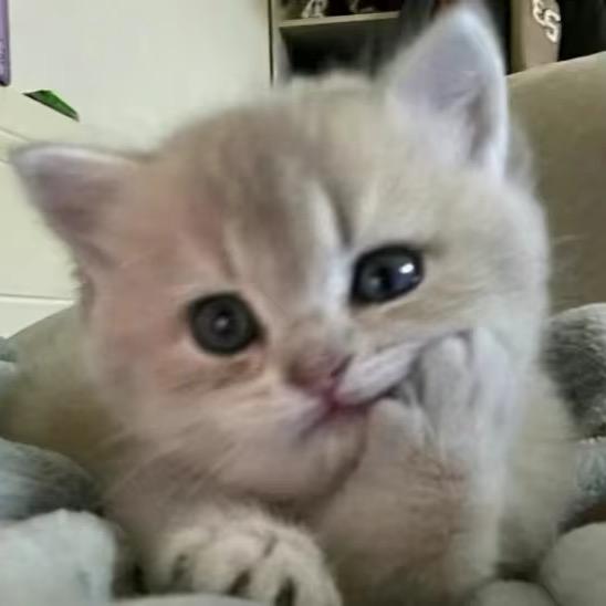 泪