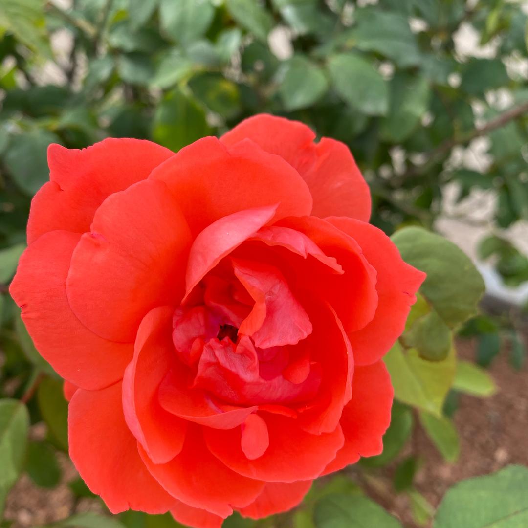 花开富贵🌹