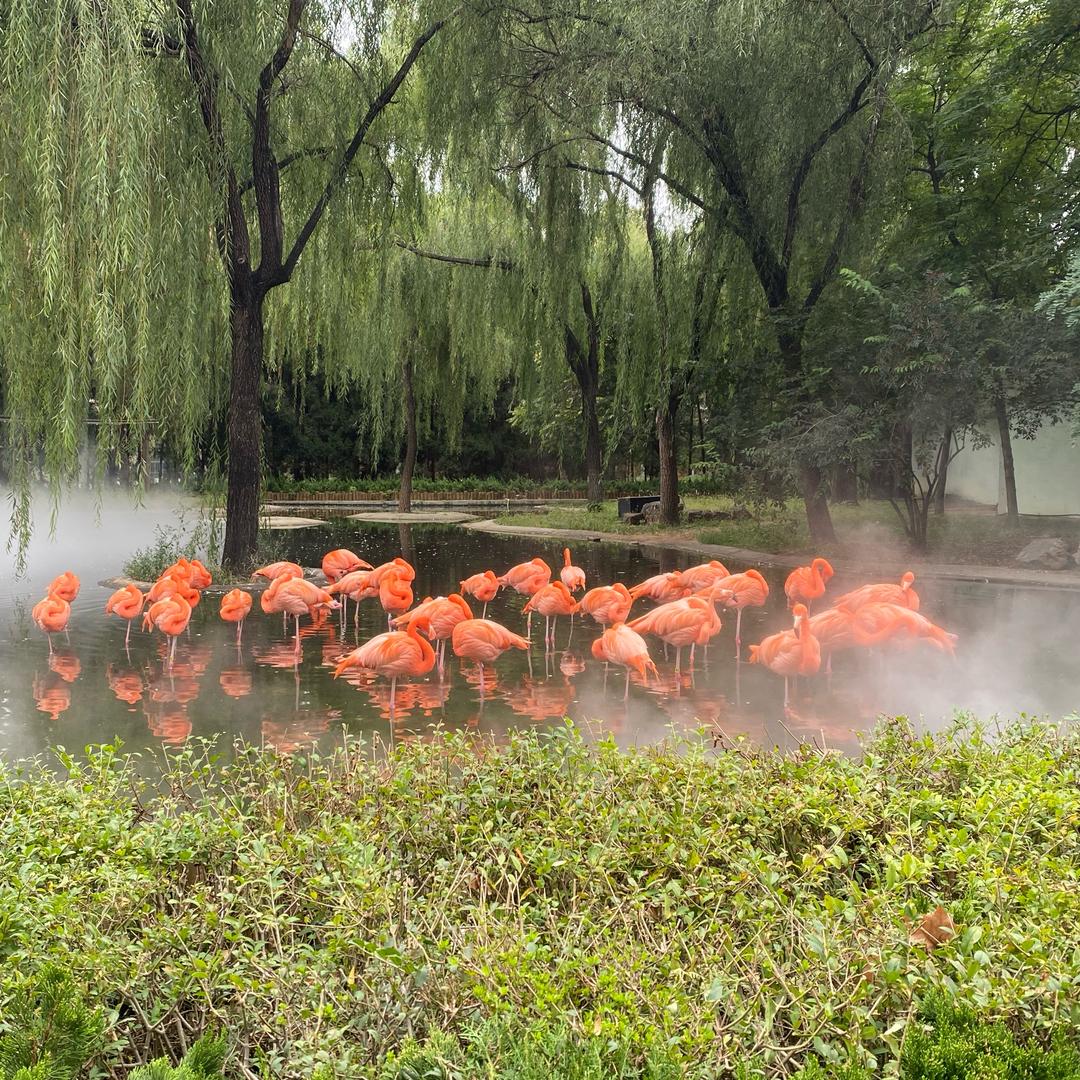太师小张同学