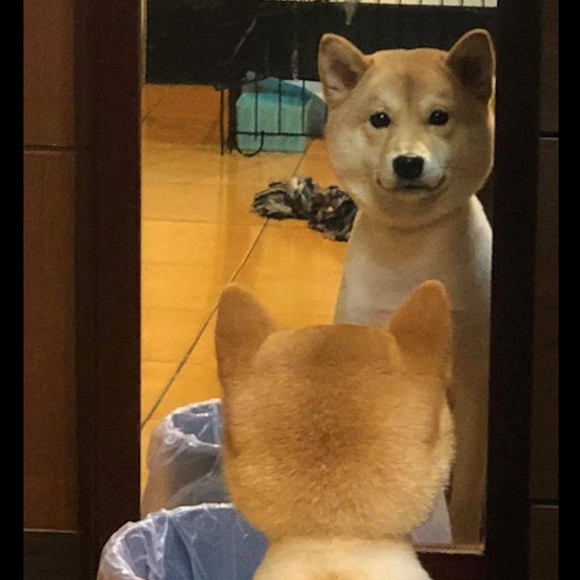 我家有个小柴宝🐶