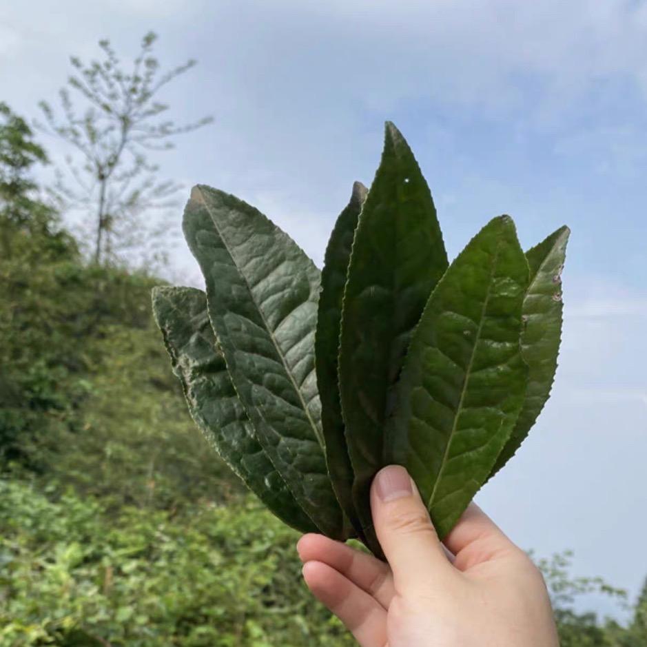 寻芳阁茶业