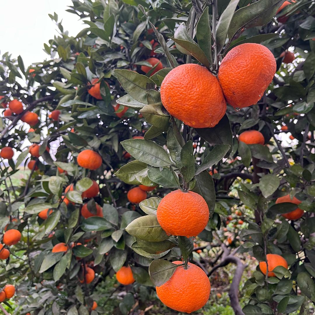 潇潇
