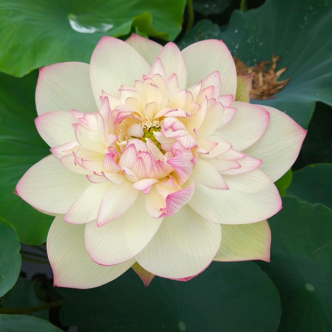 好运连莲🪷