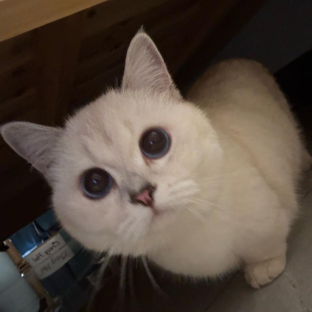 馒头说