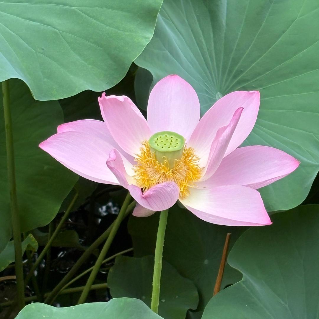 心想事成