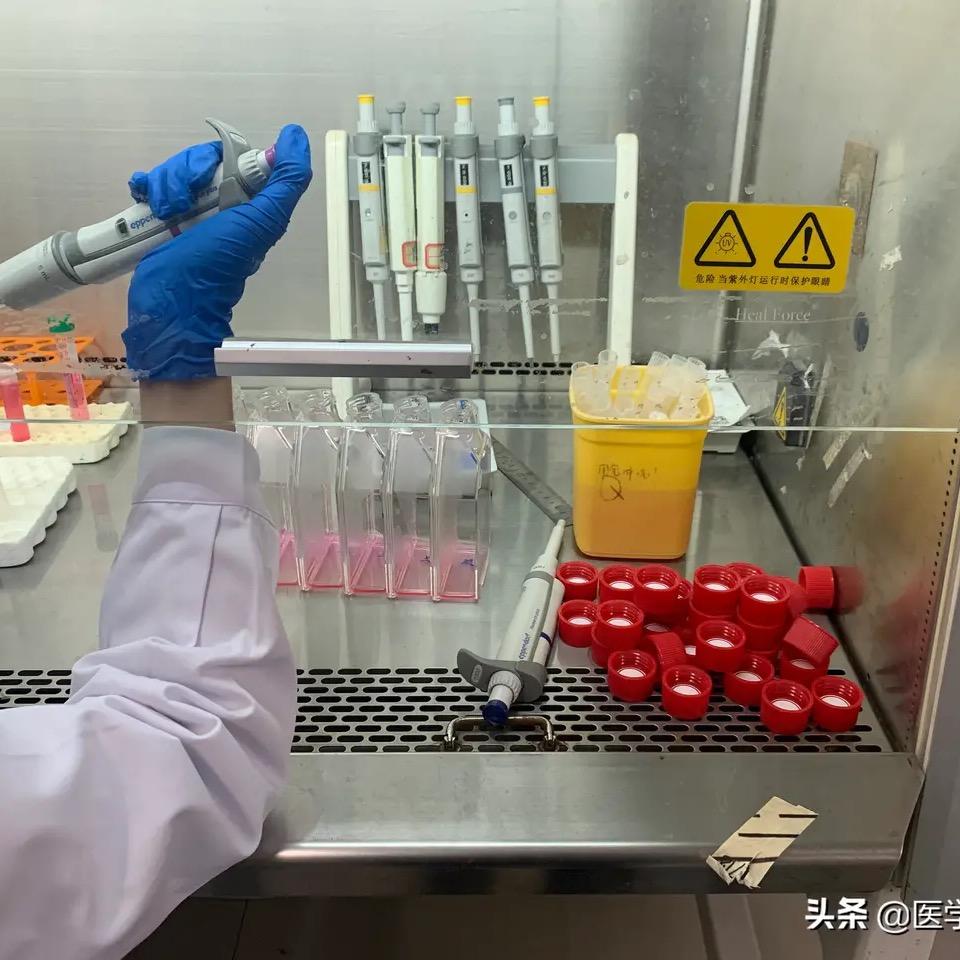 被风吹跑的Viola