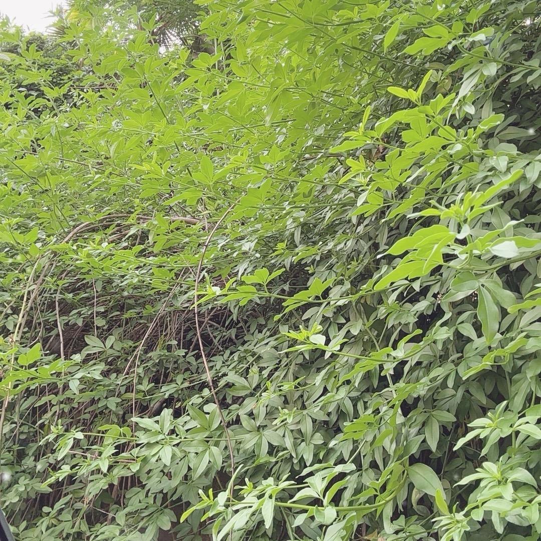 关注➕💡牌=芬丝裙