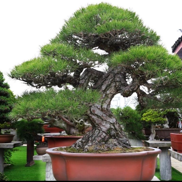 嘻嘻盆景园