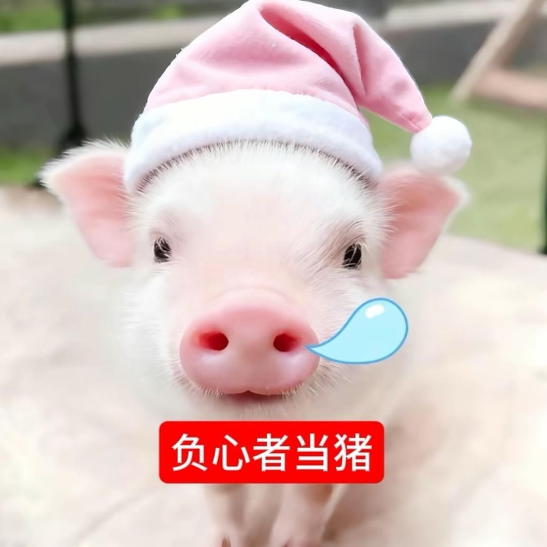卷卷的猫