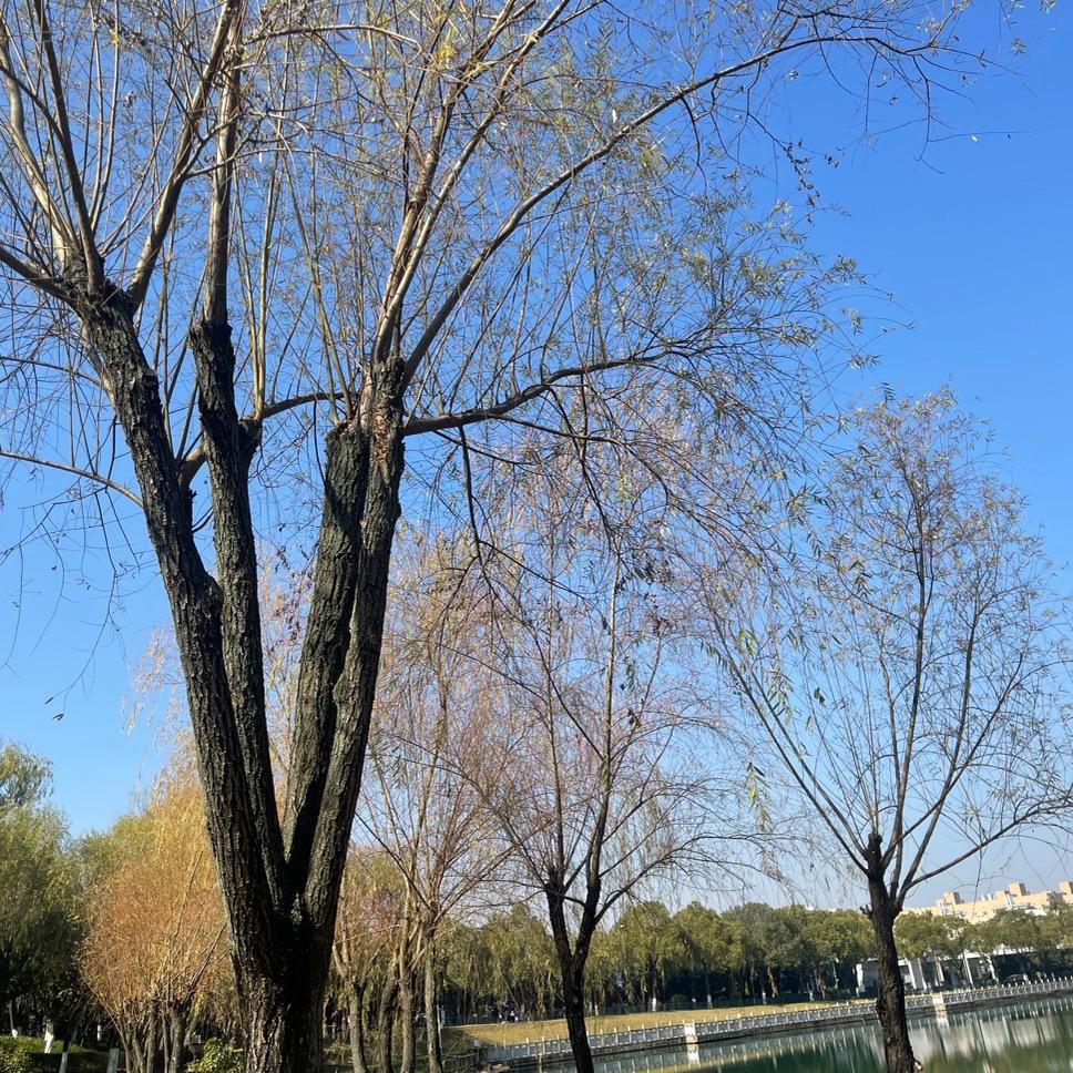 聚宝彭