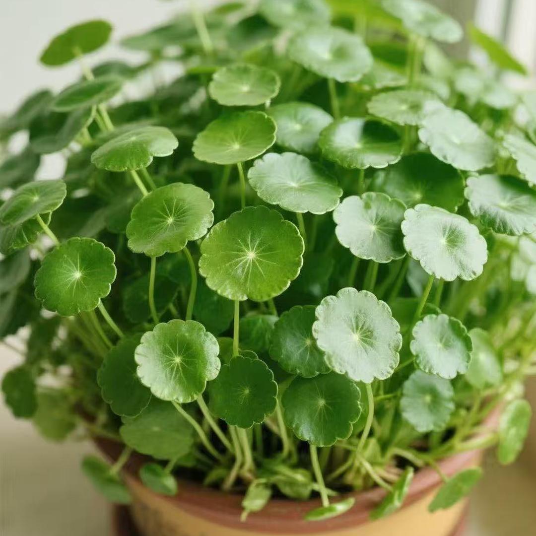 大利花卉绿植园