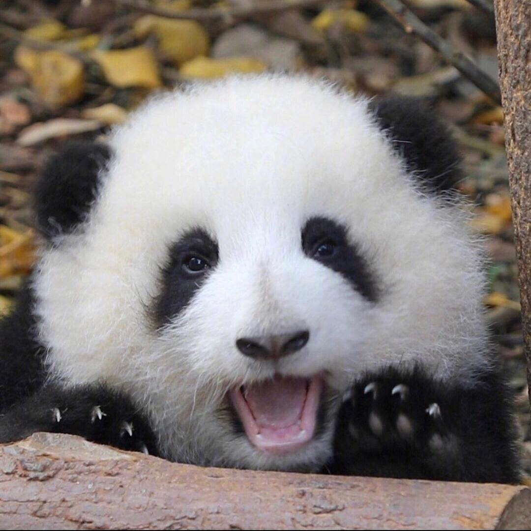 鸿太阳