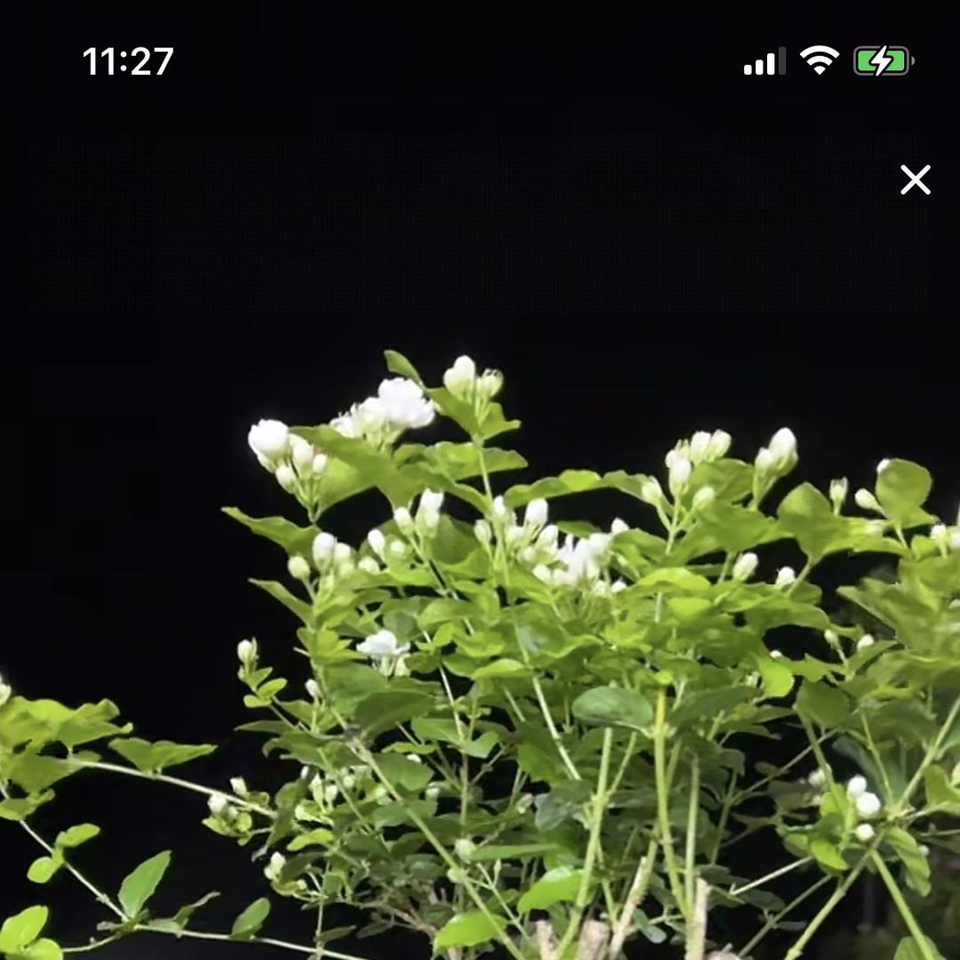 承灿茉莉