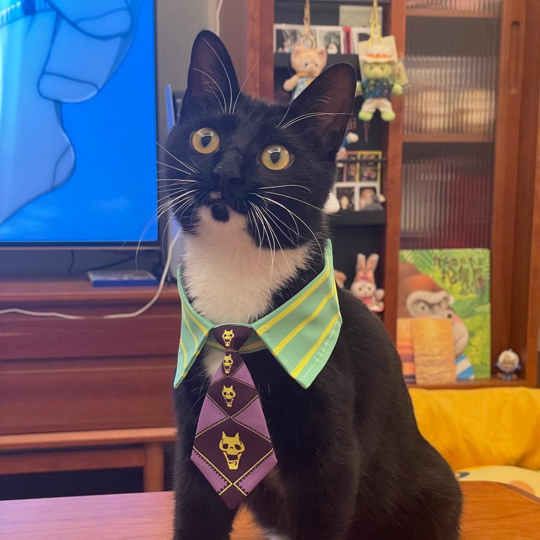 奶牛猫咪咪宝