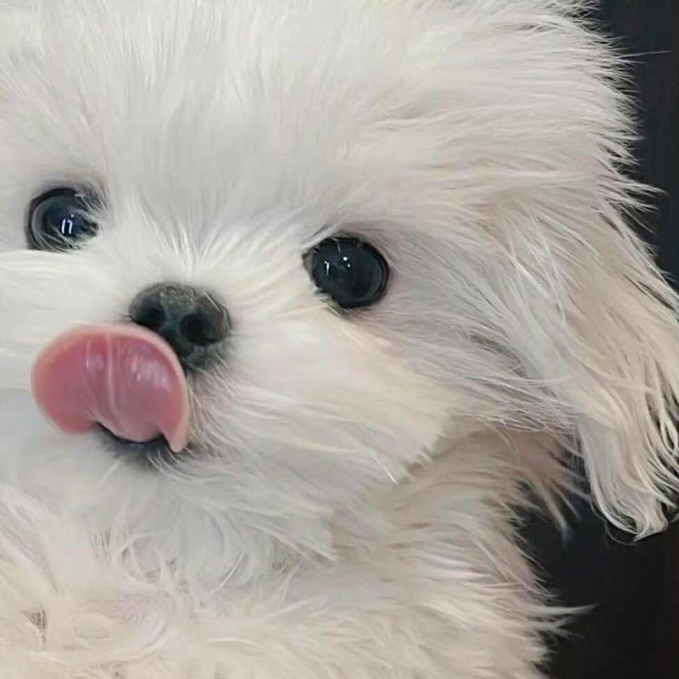 一瓶小狗