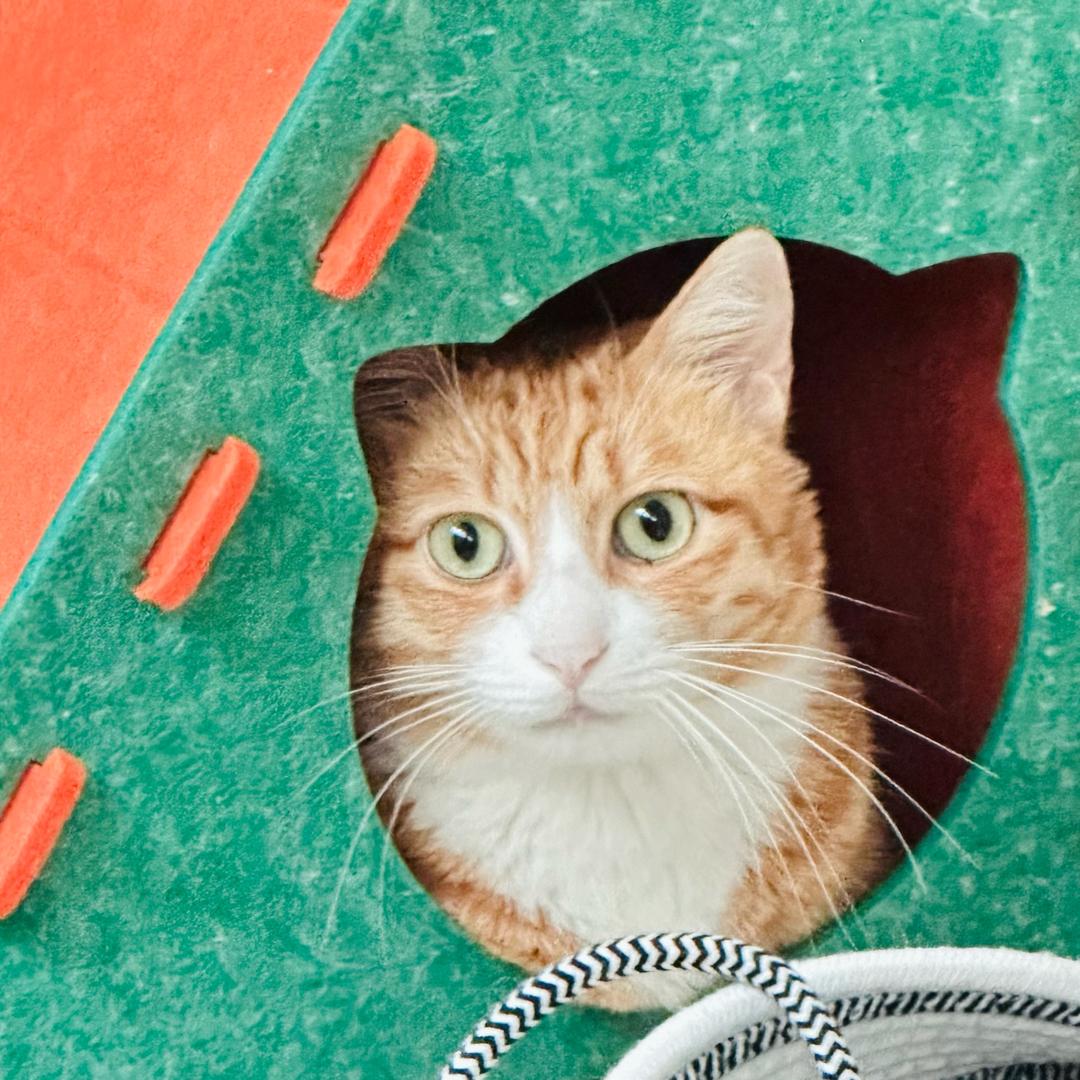 爱吃蛋糕的肉包儿_