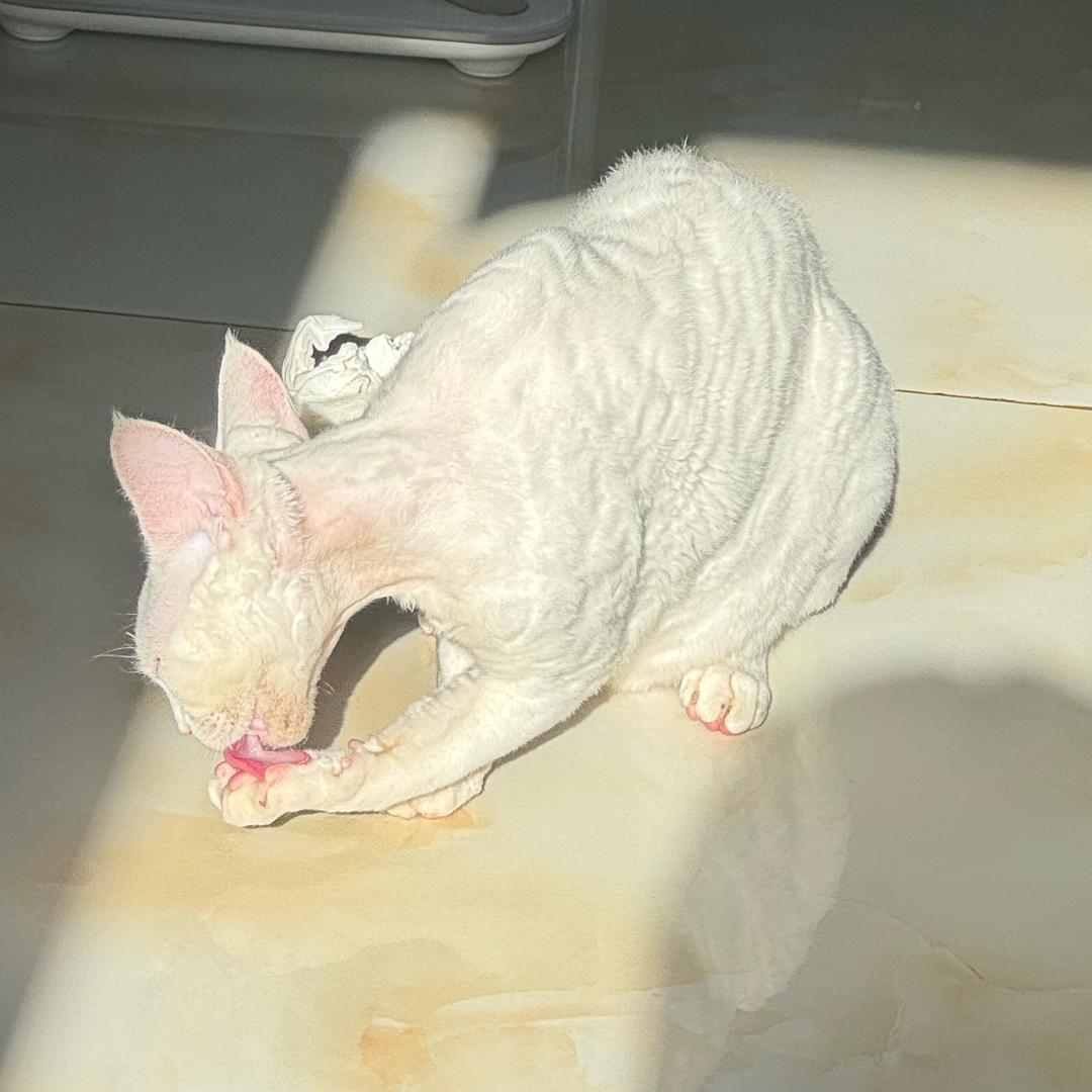 旺财是只猫