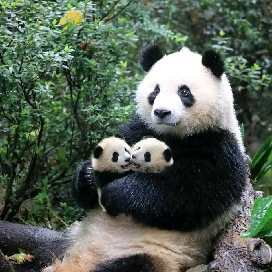 渴死的鱼