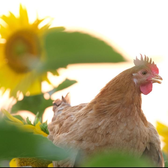葵花鸡养殖基地