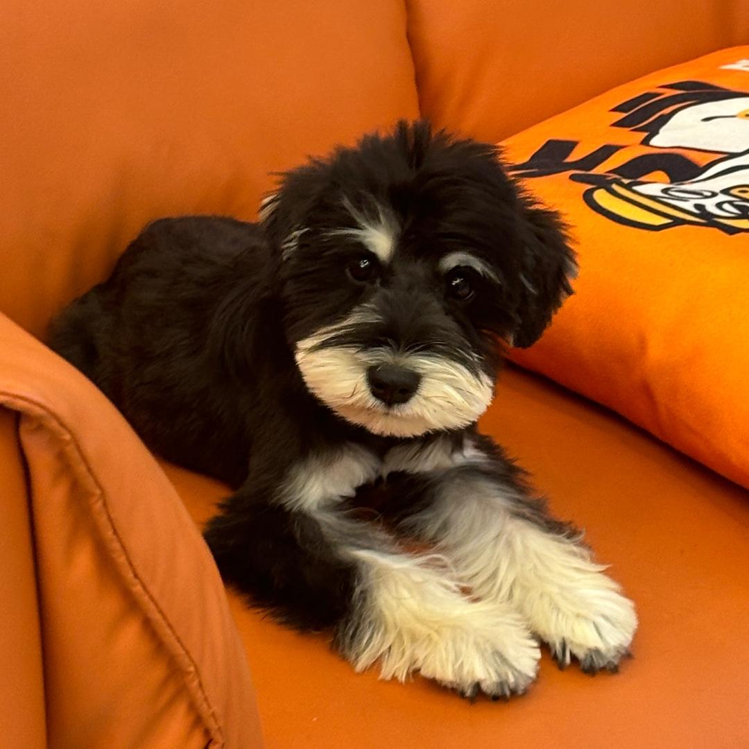 五一是只雪纳瑞🐶