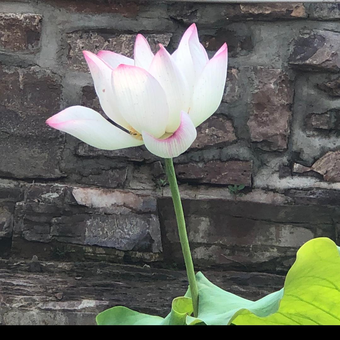 一只小松鼠