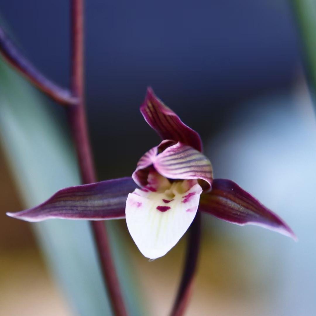 美丽花卉臻选阁