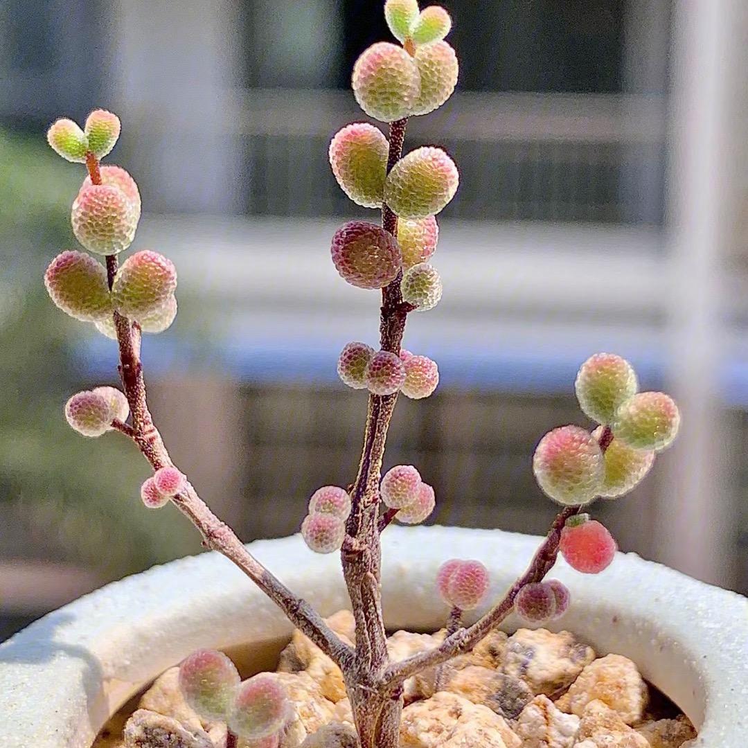 遇见多肉植物