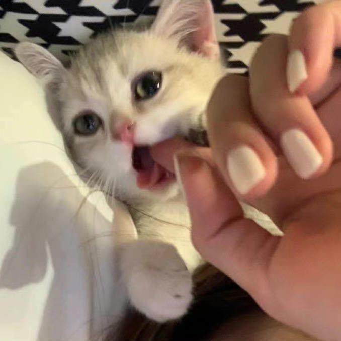 七七今天吃火锅了吗