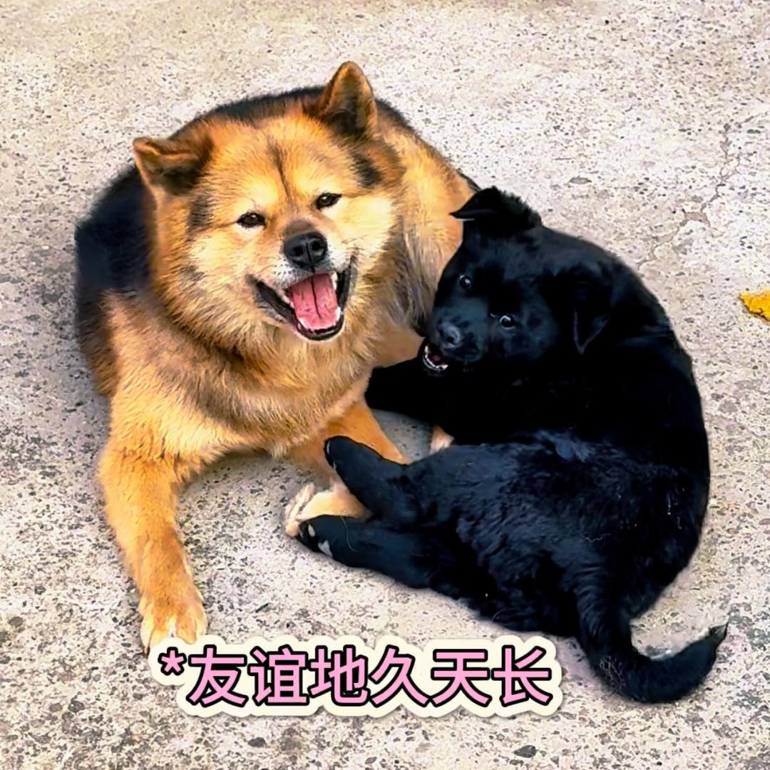 剁椒牛排鱼子酱