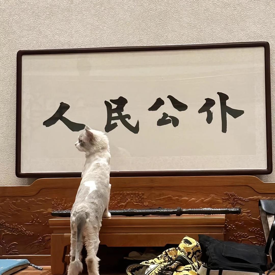 雾里看花